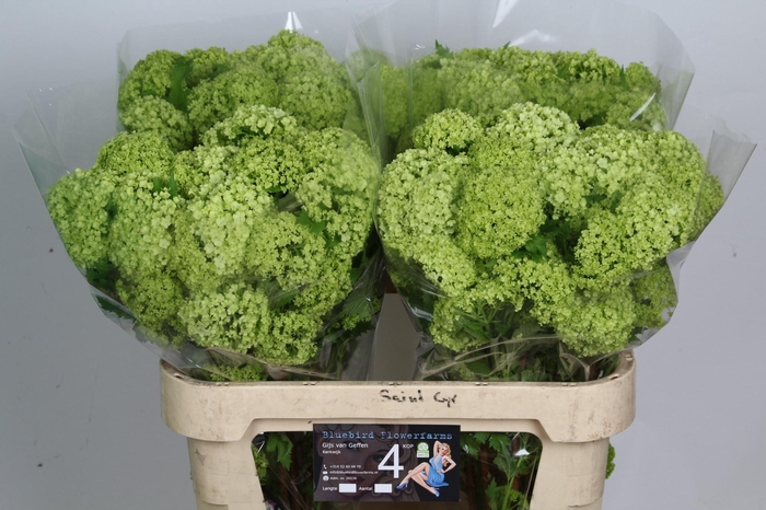 <h4>VIBURNUM ROSEUM ST</h4>