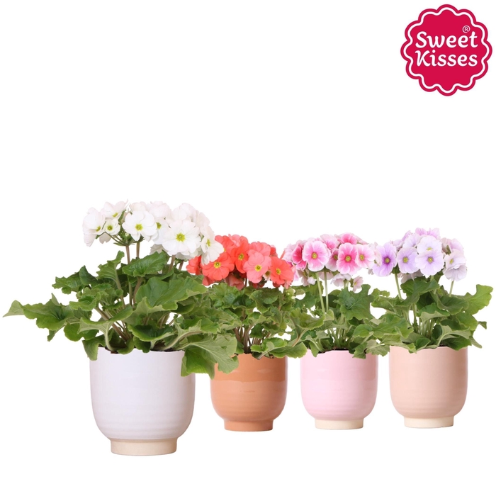 <h4>Primula Obconica Sweet Kisses mix in Glazed pot mix</h4>
