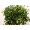 Buxus 45 Cm P Bunch