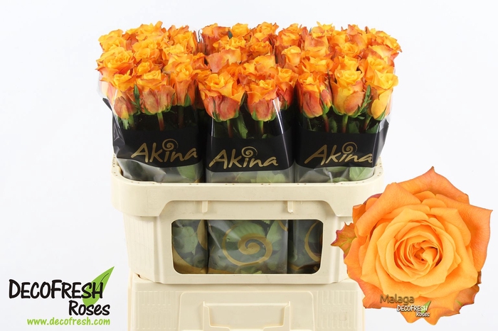 <h4>R Gr Malaga Akina</h4>