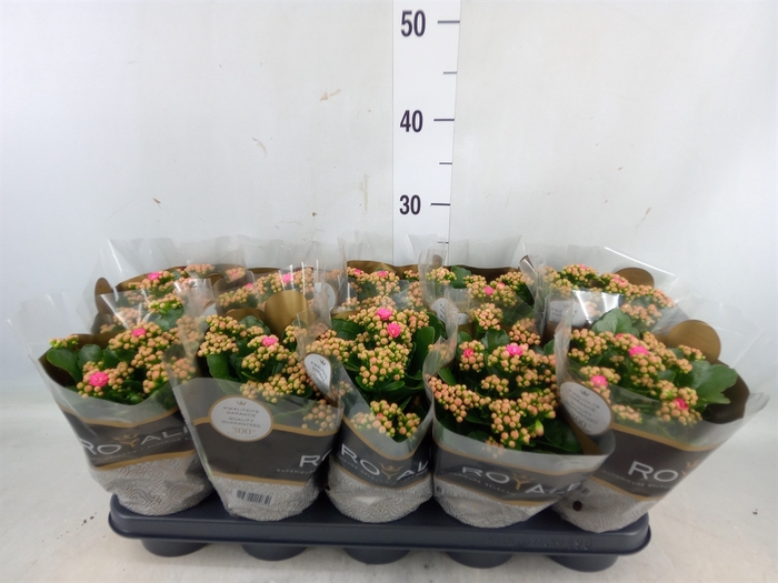 <h4>Kalanchoe blos. 'RosDon Nando'</h4>