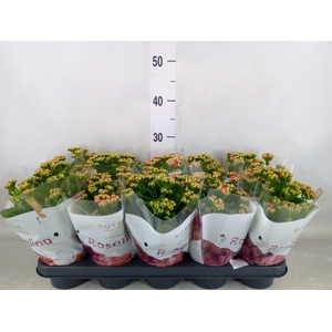 Kalanchoe blos. 'RosDon Nando'