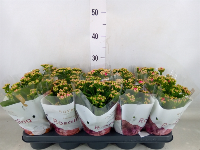 <h4>Kalanchoe blos. 'RosDon Nando'</h4>