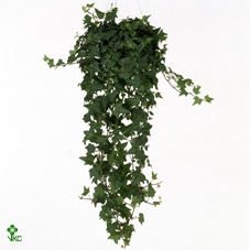 Hedera Helix Pittsburgh 13Ø 30cm