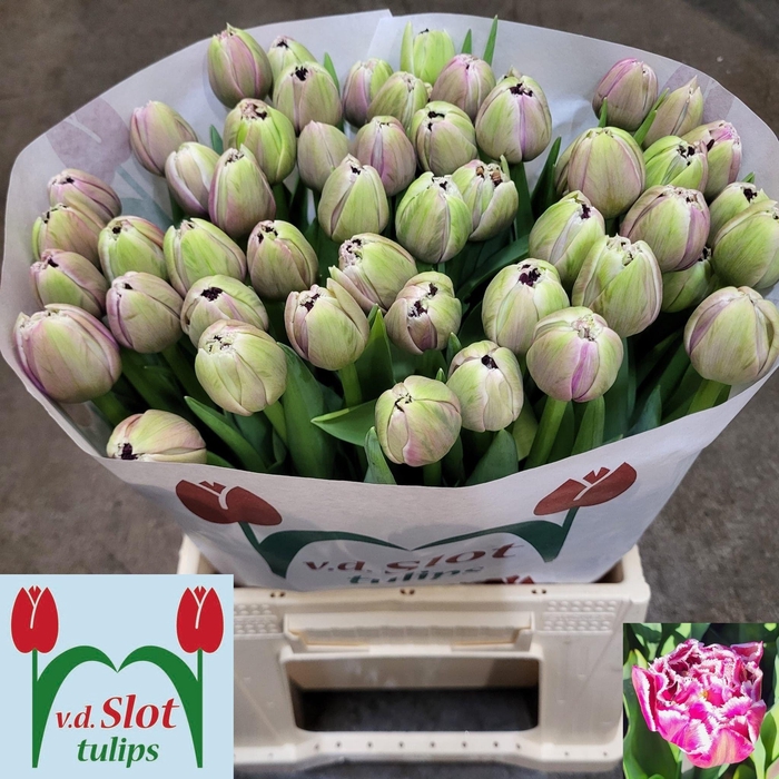 <h4>TU FR FOGGIA</h4>