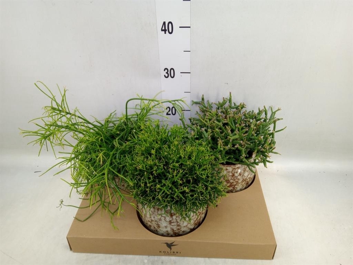 <h4>Rhipsalis   ...mix</h4>