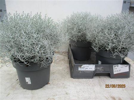 Leucoph Brownii