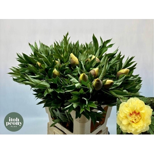 Paeonia bartzella