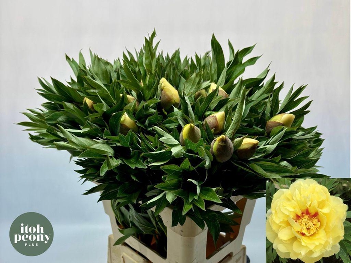 <h4>Paeonia bartzella</h4>