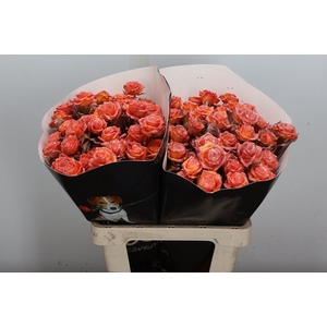 R Tr Wx Flaming Oceana Xl