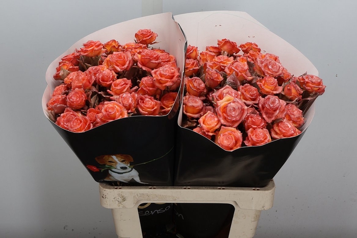 <h4>R Tr Wx Flaming Oceana Xl</h4>