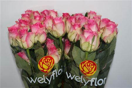 <h4>R GR MALIBU</h4>