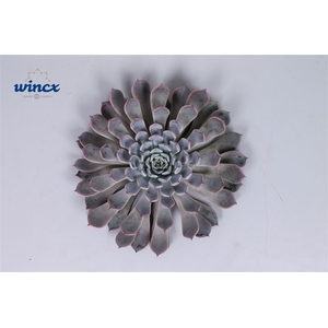 Echeveria Rosea Cutflower Wincx-10cm
