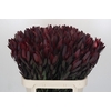 Leucadendron Saf Sunset Dark R.