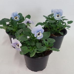 Viola cornuta Marina