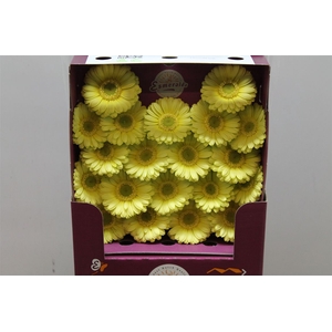 Germ D Lemon Ice