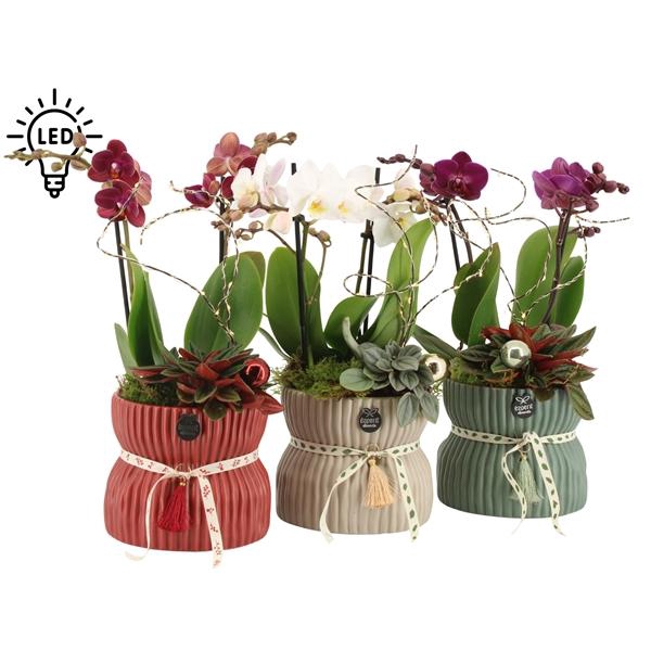 <h4>61567: X-mas arrangement</h4>