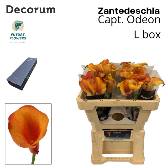 <h4>Zant Capt Odeon Large Box 50 Cm</h4>