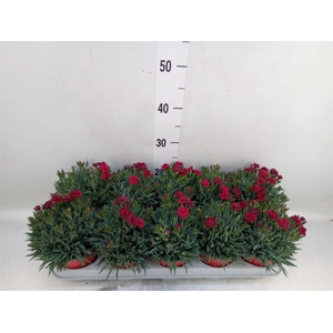 Dianthus car. 'Peman Red'
