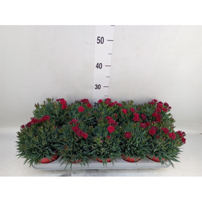 <h4>Dianthus car. 'Peman Red'</h4>
