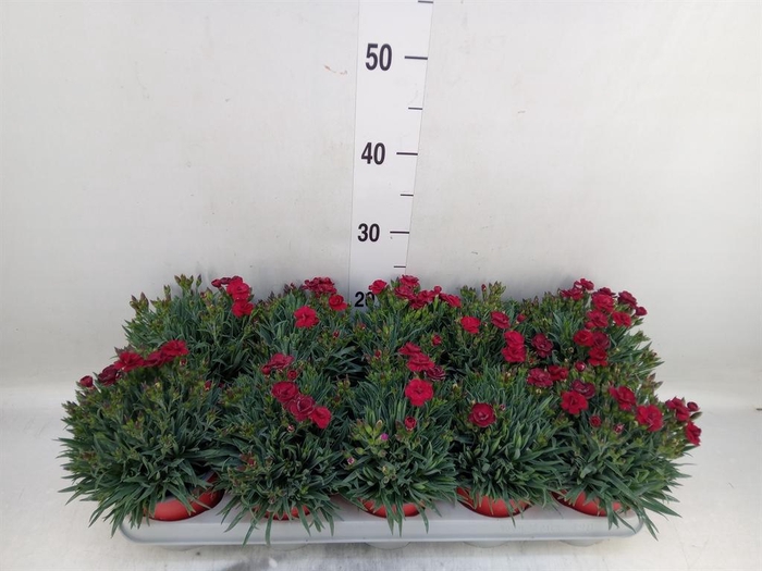 Dianthus car. 'Peman Red'