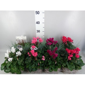 Arr.  Cyclamen L%