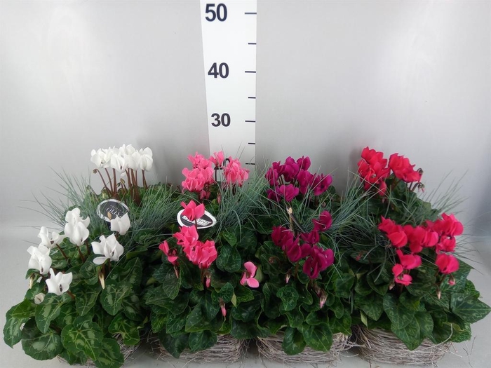 <h4>Arr.  Cyclamen L%</h4>