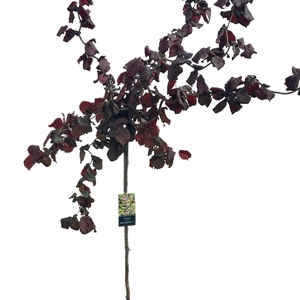 Corylus Red Majestic stam 150cm