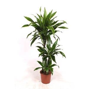 Dracaena fr de 'Art'