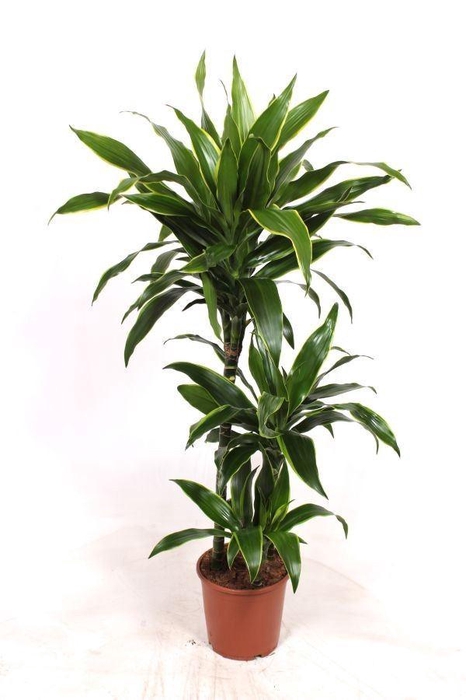 <h4>Dracaena fr de 'Art'</h4>
