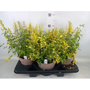 Agastache mexic.
