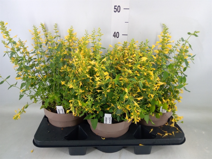 <h4>Agastache mexic.</h4>