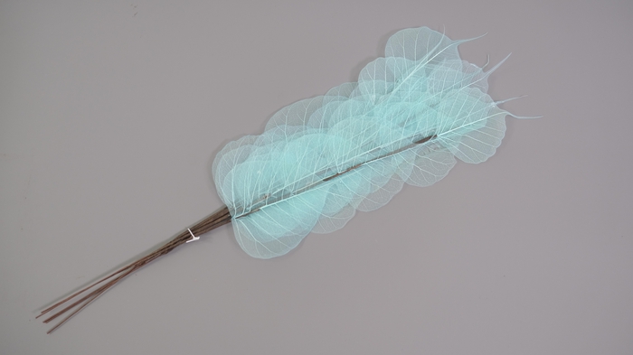 <h4>Dried Bleached Ficus Stem Light Blue</h4>