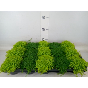 Soleirolia soleirolii   ...mix 2