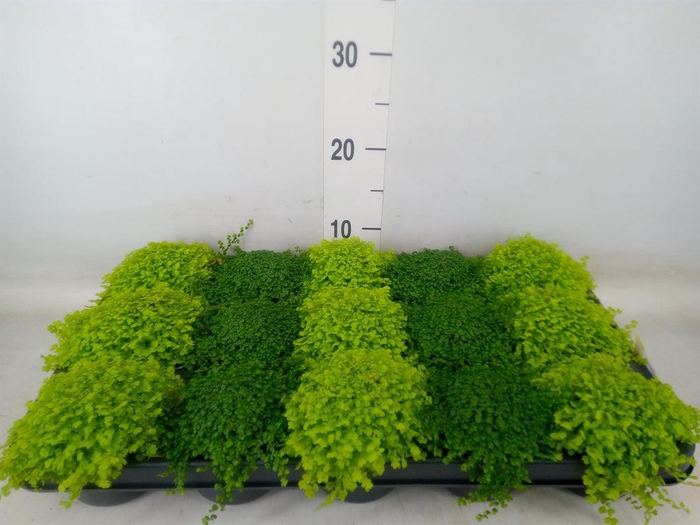 <h4>Soleirolia soleirolii   ...mix 2</h4>