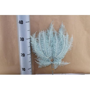 Japan Deco Mountain Fern Blue 10 Pcs