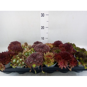 Sempervivum   ...mix