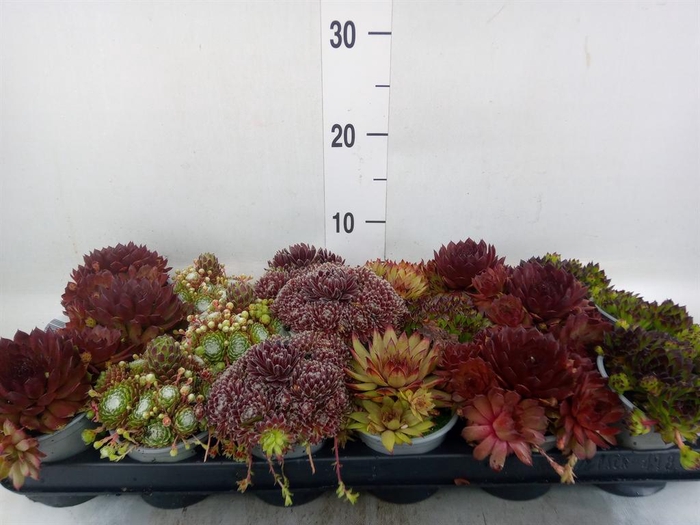 <h4>Sempervivum ...mix</h4>
