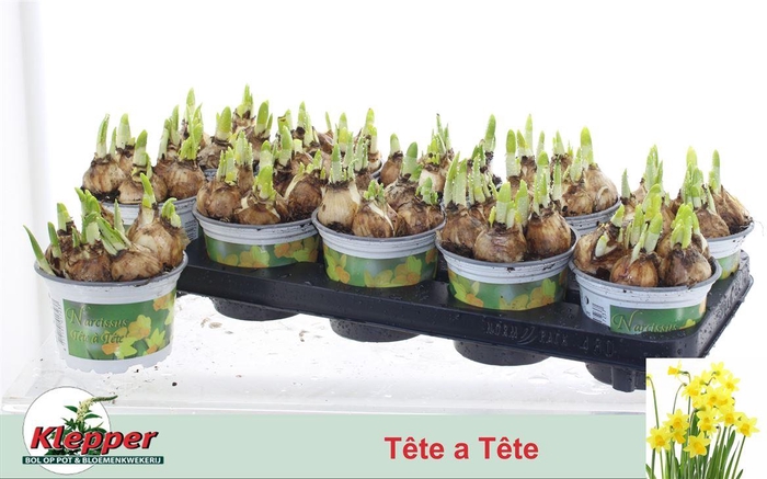 arr8 Narc O Tete A Tete