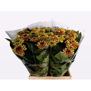 ZINNIA Q RED LIME
