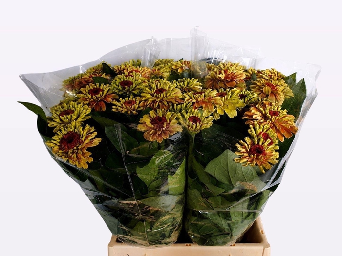 <h4>ZINNIA Q RED LIME</h4>