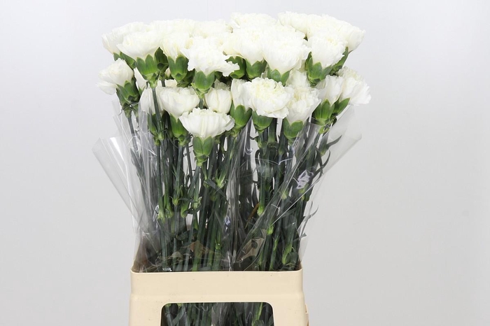 <h4>Dianthus St Moonlight</h4>