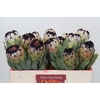 Protea Niobe