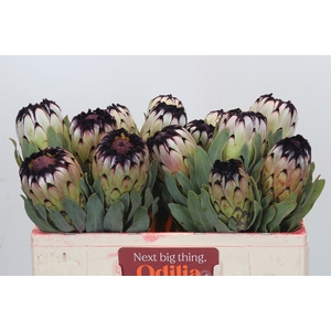 Protea Niobe