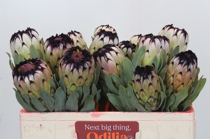 Protea Niobe