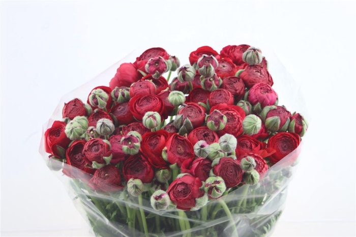 <h4>Ran Azur Red Super</h4>