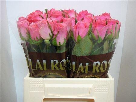 <h4>R Gr Ace Pink+</h4>