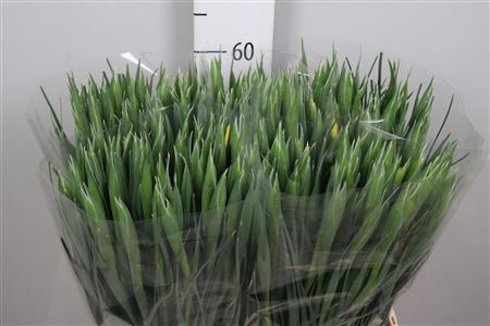 <h4>Iris Apollo</h4>