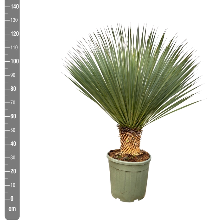 <h4>YUC ROSTRATA</h4>