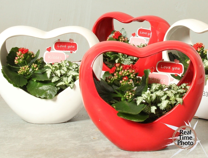 <h4>ARR KAMERPLANTEN H%</h4>